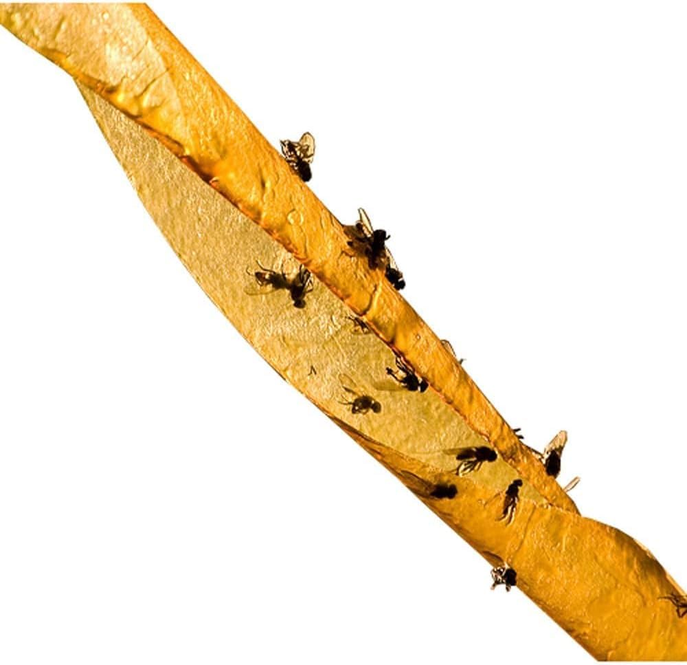 Sticky Fly Trap Strips – Pack of 8