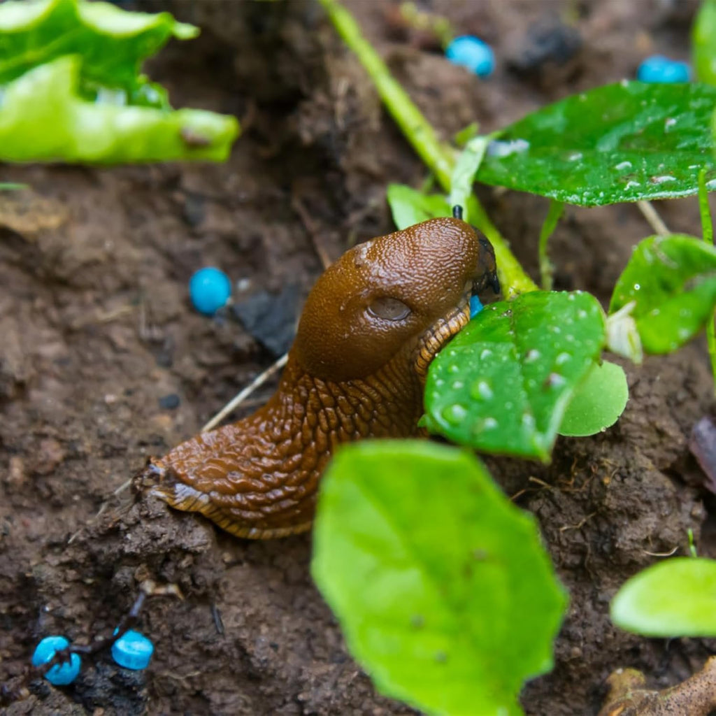 Slug & Snail Killer Pellets – 800g